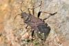 Ceraleptus gracilicornis